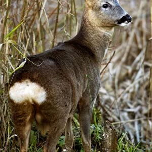 Roe Deer - Male. Oxon UK