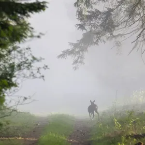 Roe Deer - standing on forest ride - in morning mist - Lower Saxony - Germany Roe Deer - standing on forest ride - in morning mist - Lower Saxony - Germany