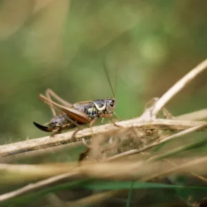 Roesel's bush-cricket UK