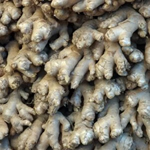 Root Ginger: aromatic roots from cultivated plants. India