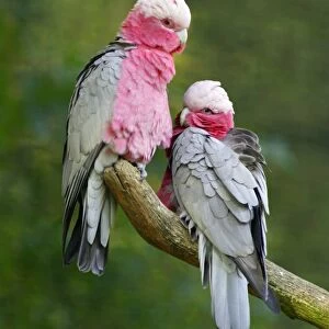 Rose-breasted Cockatoo / Galah - pair on branch. Dortmund, Germany