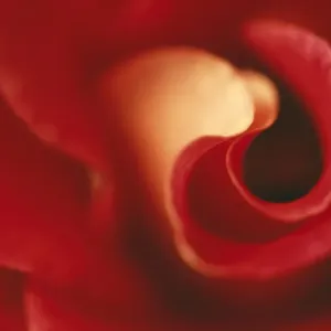 Rose Close up Rose Close up