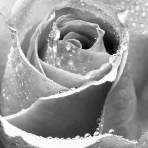 Rose Flower Close up Digital Manipulation: B&W