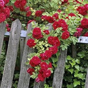 Rose garden picket fence overgrown by a bush of red roses Baden-Wuerttemberg, Germany