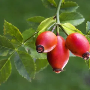 Rose hip or Rose Haw Rose hip or Rose Haw