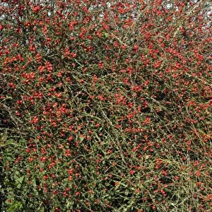 Rose Hips - fruits of Dog Rose in hedgerow, autumn. Northumberland, UK