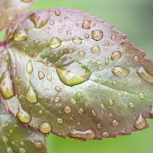 Rose Leaf - covered in rain drops Norfolk UK Rose Leaf - covered in rain drops Norfolk UK