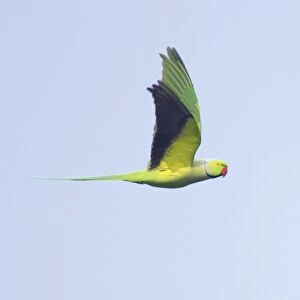 Rose-Ringed Parakeet - in flight - Keoladeo Ghana National Park - Bharatpur - Rajasthan - India BI018197