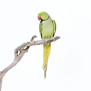 Rose-ringed Parakeet / Ring-necked Parakeet