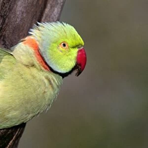 Rose-ringed / Ring-necked Parakeet - in tree