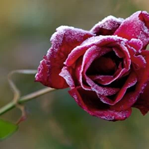 Rose - Rosa "Frensham" - A summer rose caught by a winter frost. East Sussex garden. UK. November