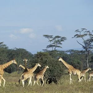 Rothchild's giraffe - family group Kenya. 3mb455