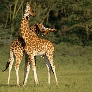 Rothschild's Giraffe - play-fighting - Lake Nakuru National Park - Kenya JFL05347