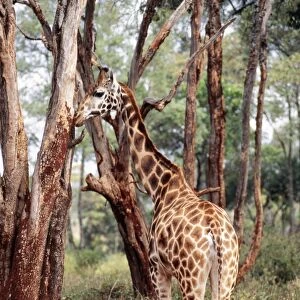 Rothschild's / Uganda / Baringo Giraffe Tanzania, Africa