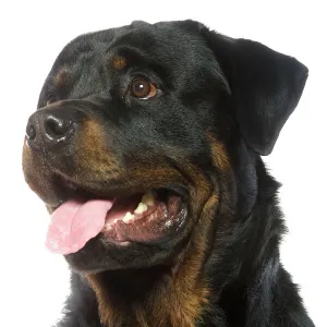 Rottweiler Dog