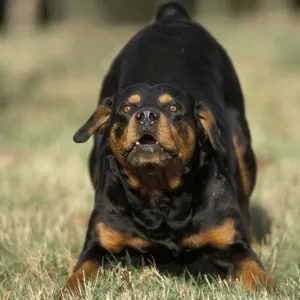 Rottweiller Dog Growling