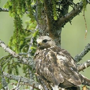 Rough Legged Buzzard / Hawk - at nest with young