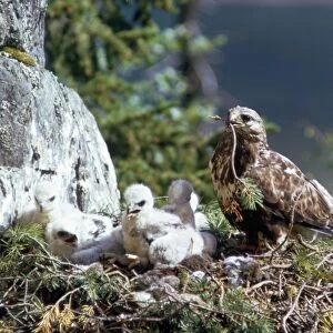 Rough Legged Buzzard - on nest ledge with young