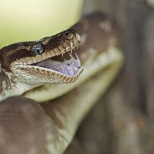 Rough-scaled Python - defensive posture - Australia - controlled conditions - One of the rarest snakes in the world - found in rainforest in Northwest Kimberley region of Western Australia - known only from around 10 specimens from the wild