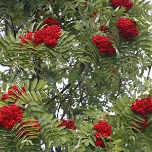 Rowan / European Rowan / Mountain ash / European mountain ash - with red berries