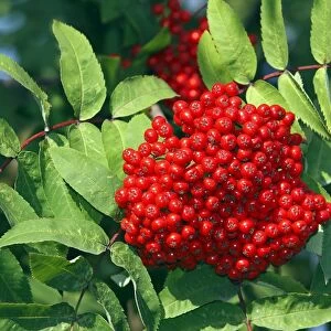 Rowan / European Rowan / Mountain ash / European mountain ash - with red berries