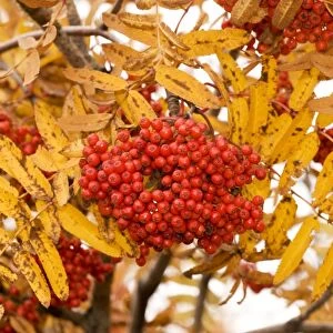 Rowan (mountain ash) in fruit, with autumn colour