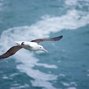 Royal Albatross soaring above the ocean Taiaroa Head, Otago, South Island, New Zealand