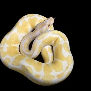 Royal / Ball Python - Albino mutation - Africa