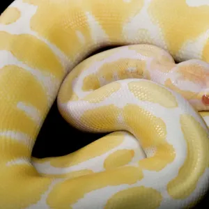 Royal Ball Python (Python regius) JD-7221 Close-up Portrait