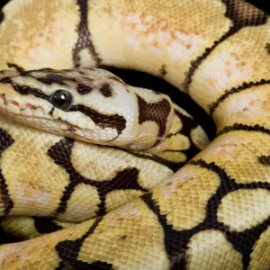 Royal Ball Python (Python regius) JD-7221 Close-up Portrait