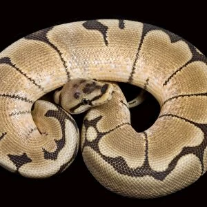 Royal / Ball Python - “Spider” Pastel mutation - Africa