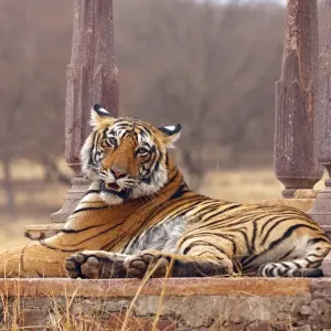 Royal Bengal / Indian Tiger at the cenotaph; Ranthambhor National Park, India Royal Bengal / Indian Tiger at the cenotaph; Ranthambhor National Park, India