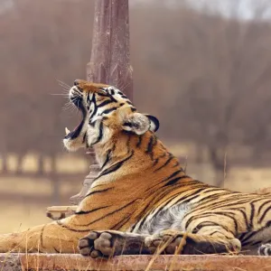Royal Bengal / Indian Tiger - at the cenotaph yawning, Ranthambhor National Park, India Royal Bengal / Indian Tiger - at the cenotaph yawning, Ranthambhor National Park, India