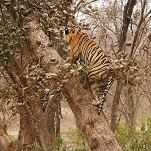Royal Bengal /Indian Tiger climbing up the tree, Ranthambhor National Park, India