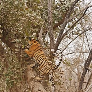 Royal Bengal / Indian Tiger climbing up the tree, Ranthambhor National Park, India