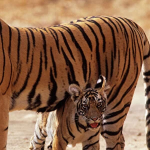Royal Bengal / Indian Tiger - cub under shadow of mother named Machli'. Ranthambhor National Park, India