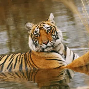 Royal Bengal / Indian Tiger in the forest pond, Ranthambhor National Park, India Royal Bengal / Indian Tiger in the forest pond, Ranthambhor National Park, India