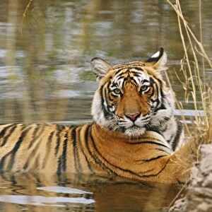 Royal Bengal / Indian Tiger in the forest pond, Ranthambhor National Park, India