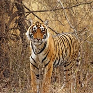 Royal Bengal / Indian Tiger in the grassland, Ranthambhor National Park, India