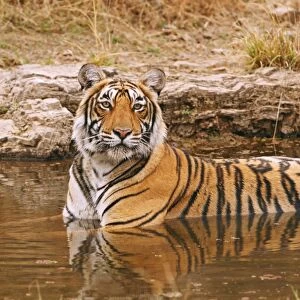 Royal Bengal / Indian Tiger in the jungle pond, Ranthambhor National Park, India
