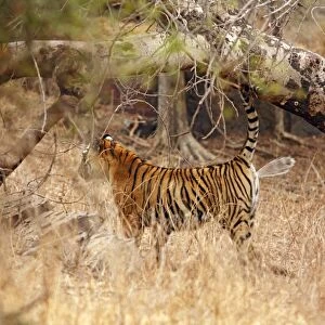 Royal Bengal / Indian Tiger spray marking; Ranthambhor National Park, India