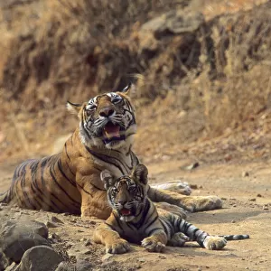 Royal Bengal / Indian Tiger - Tigress named Machli & young one Ranthambhor National Park, India