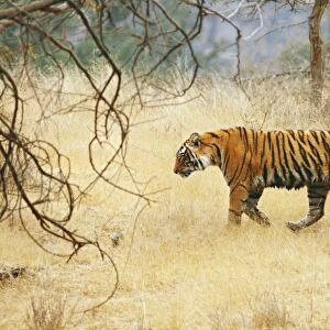 Royal Bengal / Indian Tiger walking in the dry grassland, Ranthambhor National Park, India