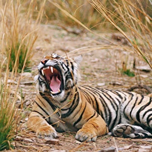 Royal Bengal / Indian Tiger yawning, Ranthambhor National Park, India