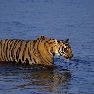 Royal Bengal Tiger crossing the river Ramganga, Corbett National Park, India