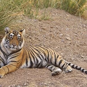 Royal Bengal Tiger sitting outside grasland, Ranthambhor National Park, India