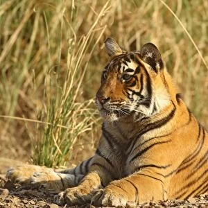 Royal Bengal Tiger sitting outside grassland, Ranthambhor National Park, India