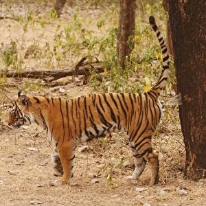 Royal Bengal Tiger spray-marking the territory, Ranthambhor National Park, India