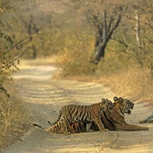 Royal Bengal Tigress and young ones, on dusty track Ranthambhor National Park, India
