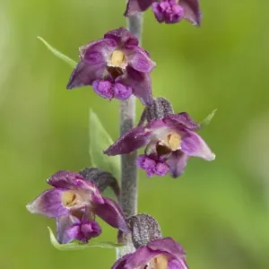 Royal helleborine Orchid - Apuan Alps - Italy Royal helleborine Orchid - Apuan Alps - Italy